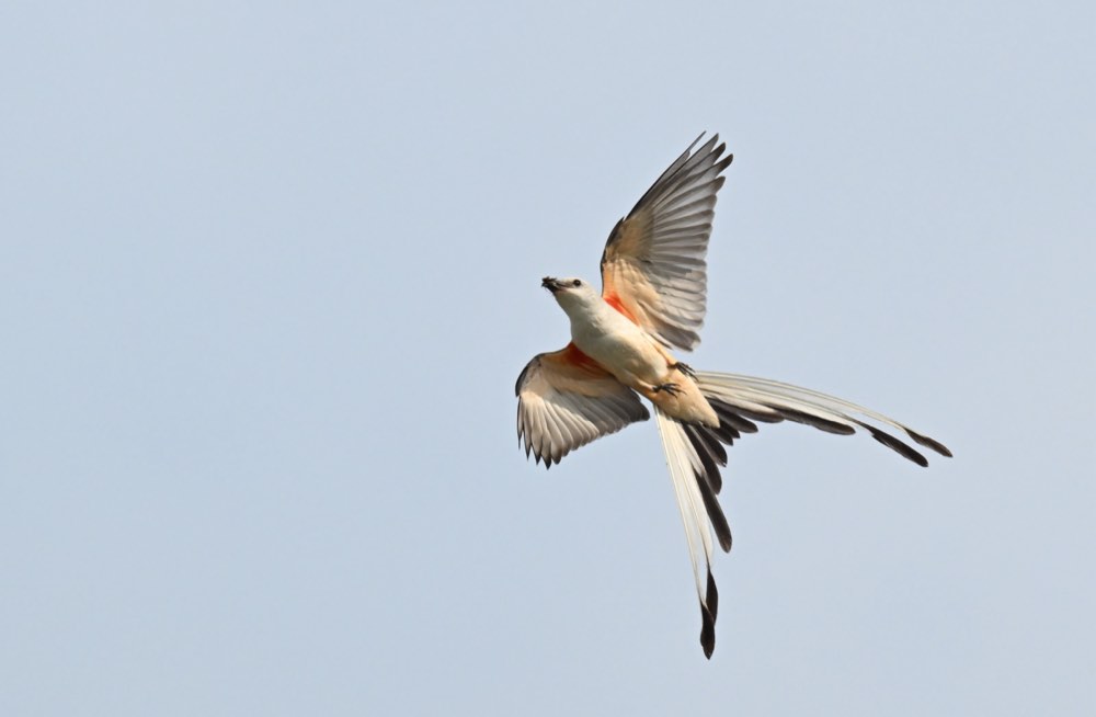 Scissor-tailed Flycatcher