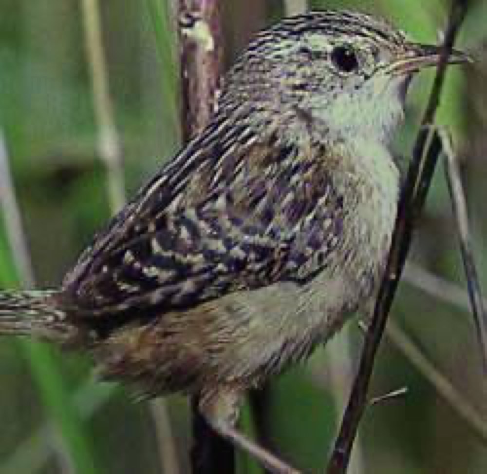 Sedge Wren