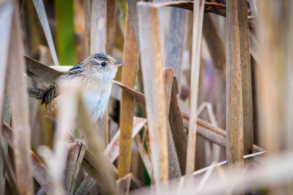 Sedge Wren