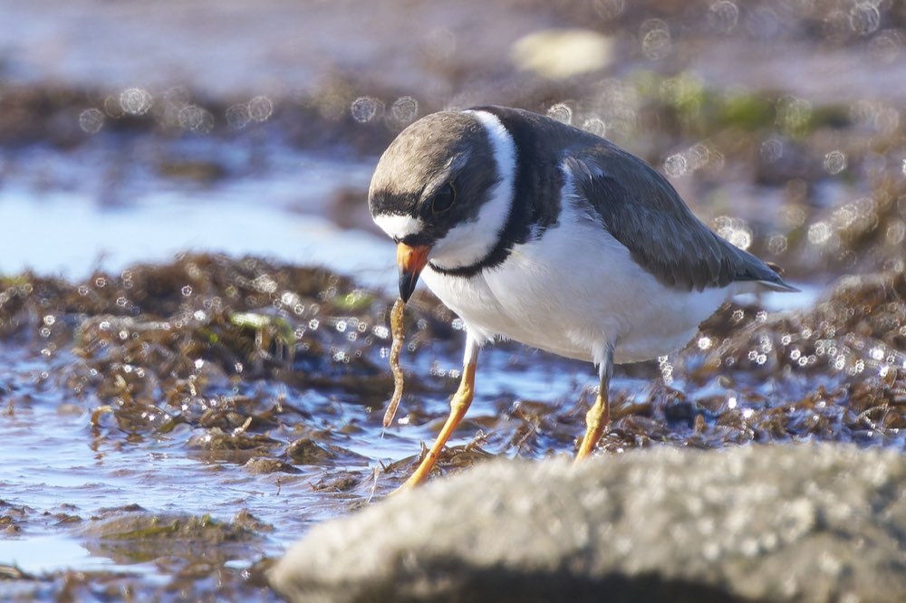 Semipalmated Plover