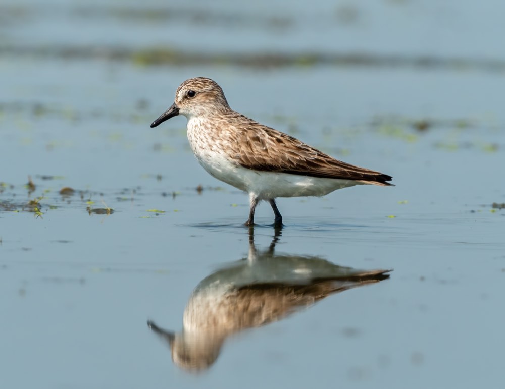 Semipalmated Sandpiper