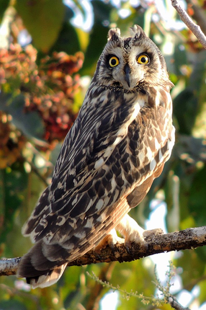 Short-eared Owl