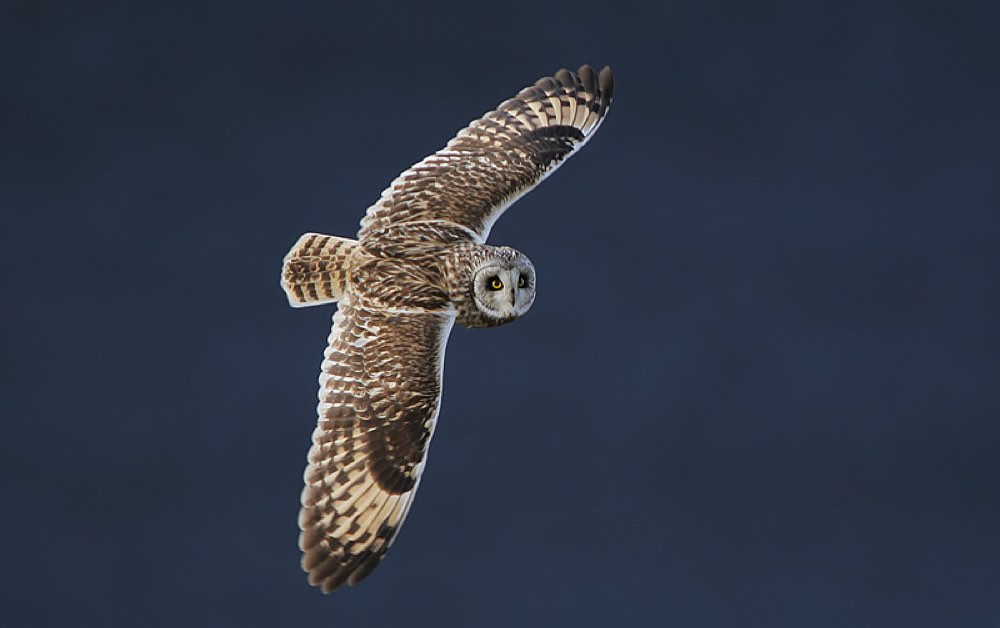 Short-eared Owl