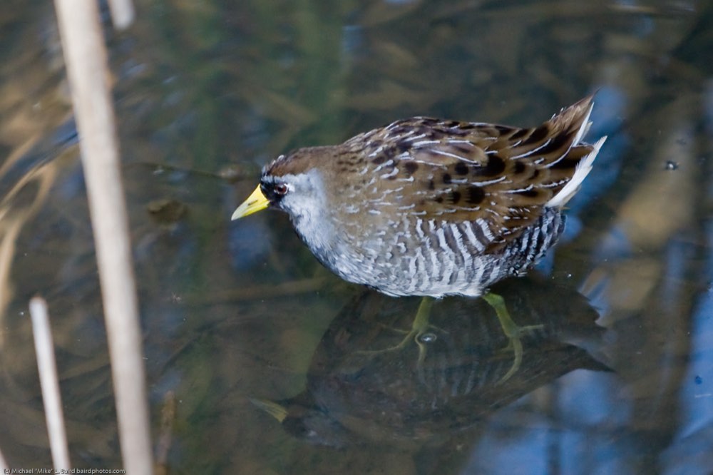 Sora