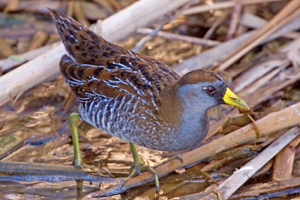Male Sora