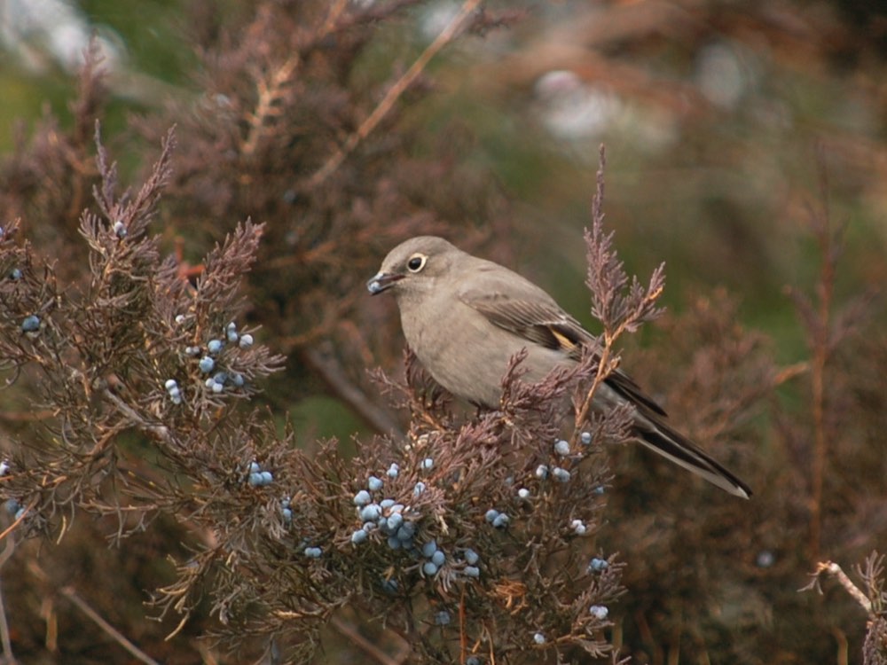 Townsend's Solitaire