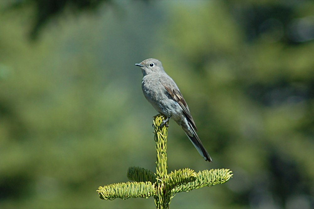 Male Townsend's Solitaire