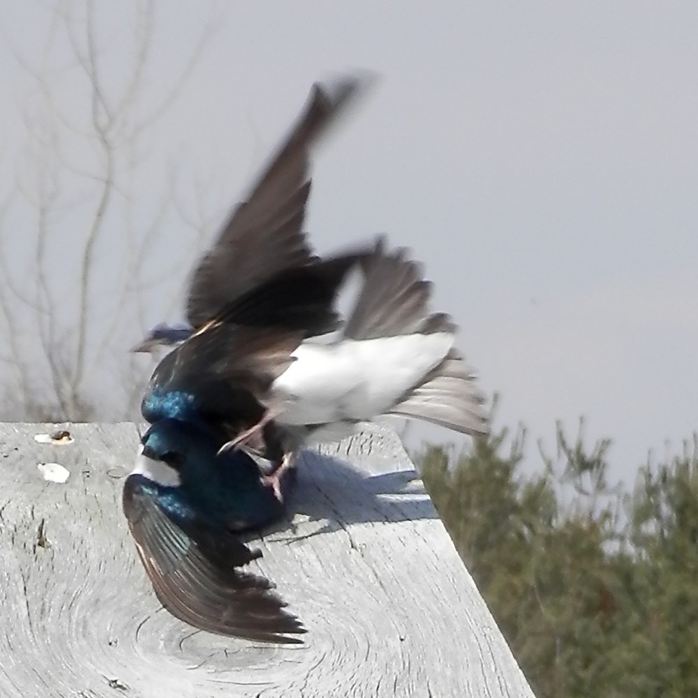 Tree Swallow