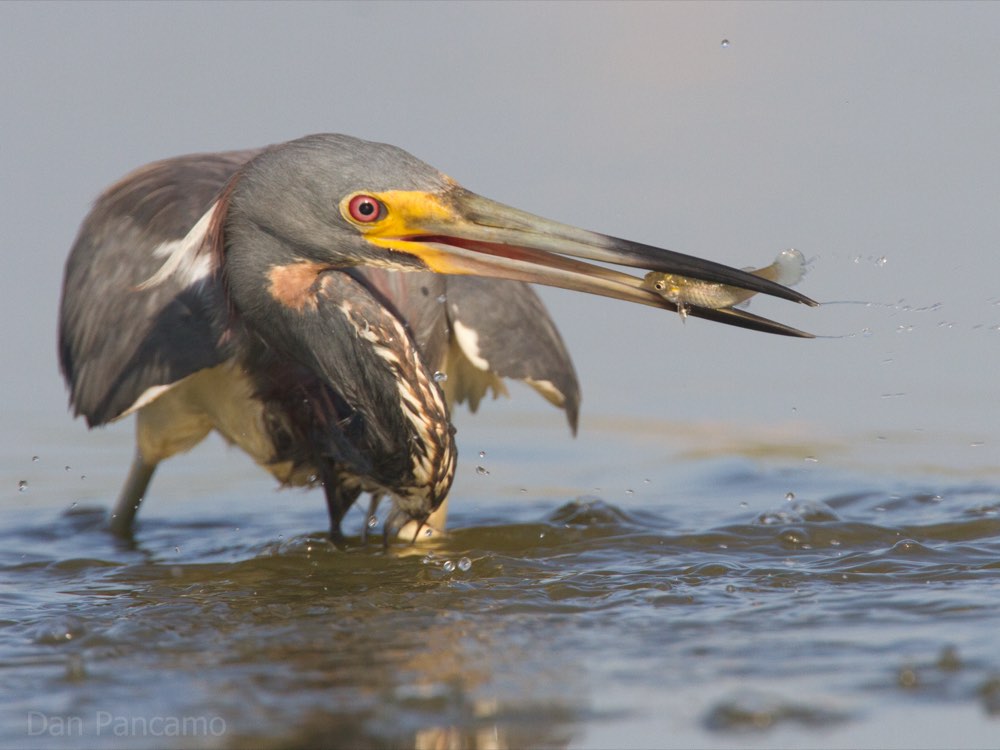Tricolored Heron