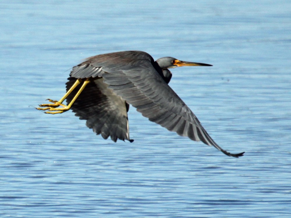 Tricolored Heron