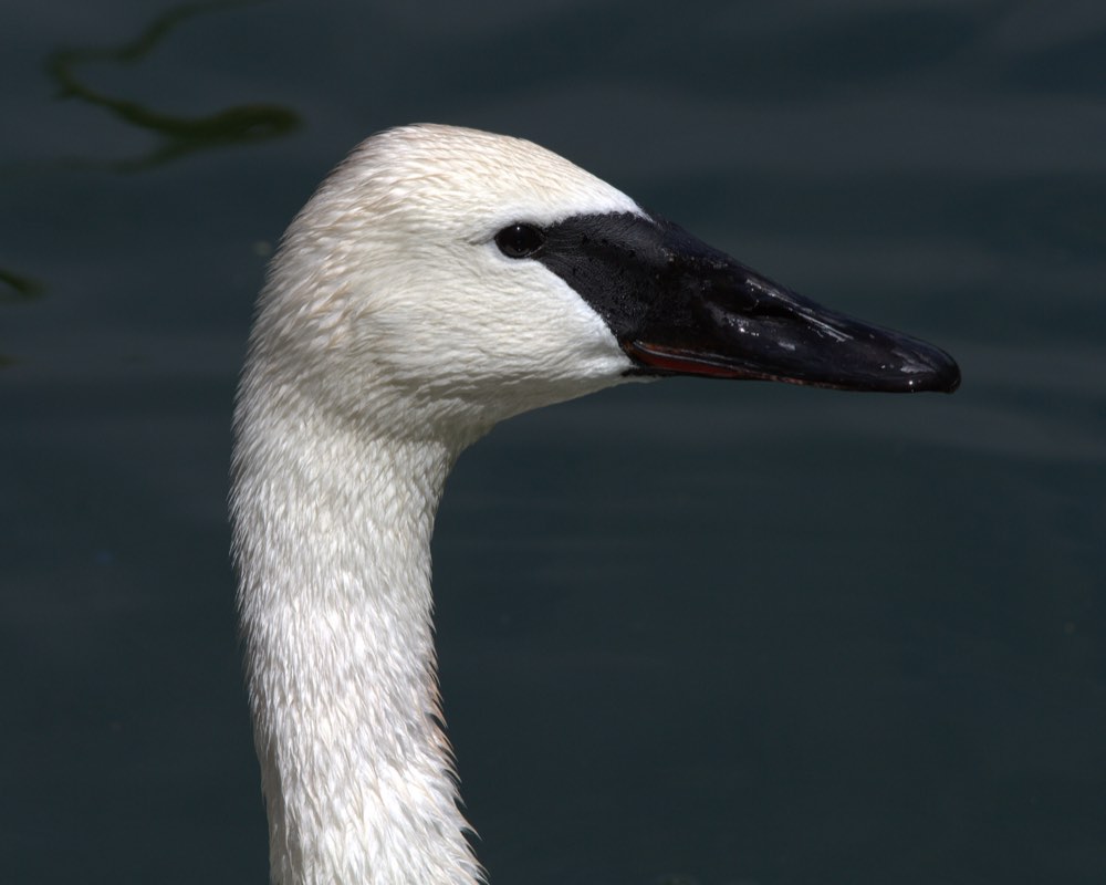 Trumpeter Swan