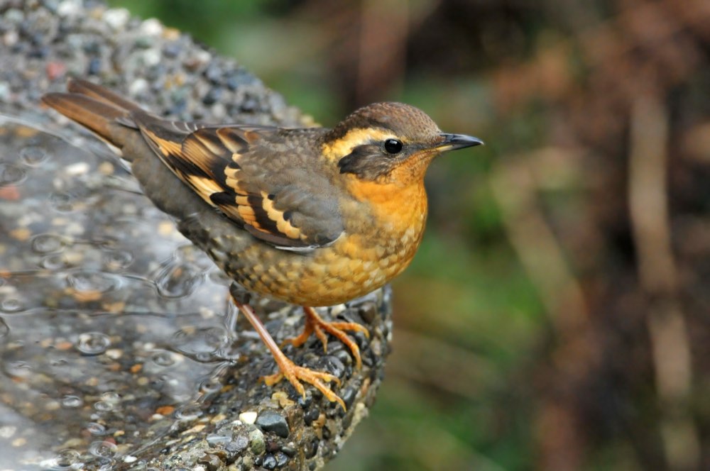 Female Varied Thrush