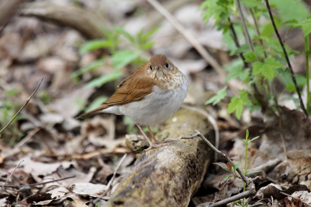 Veery