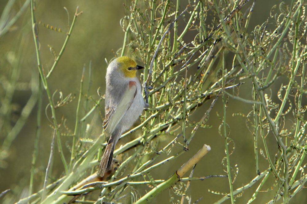 Verdin