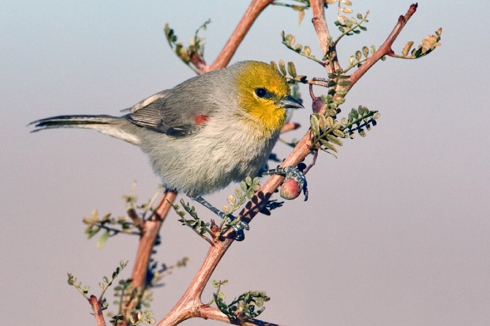 Verdin