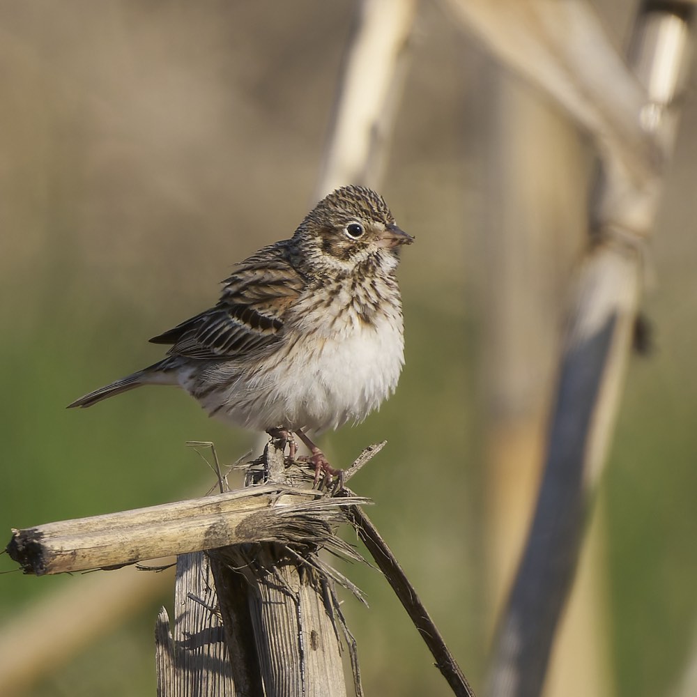 Vesper Sparrow