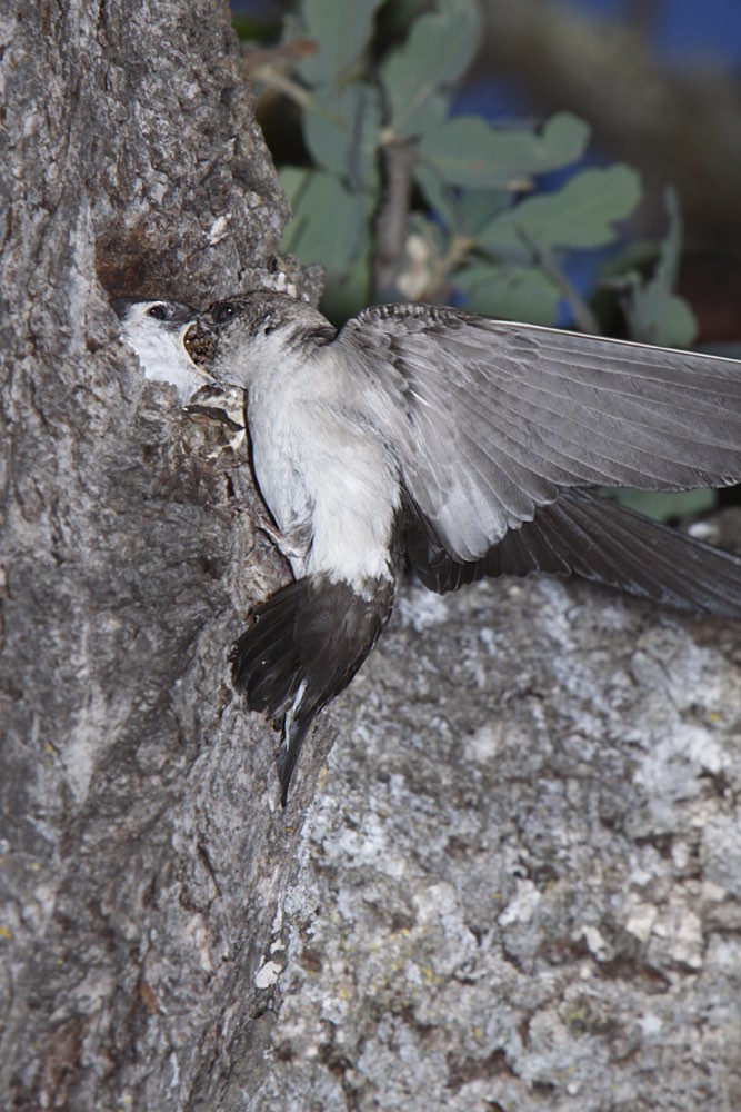 Female Violet-green Swallow