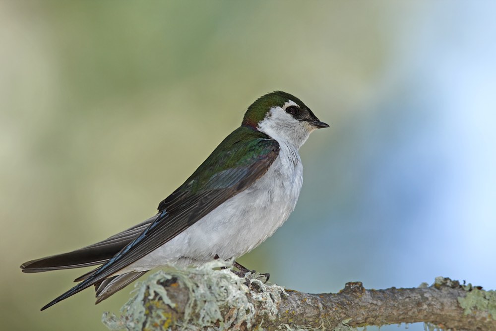 Violet-green Swallow