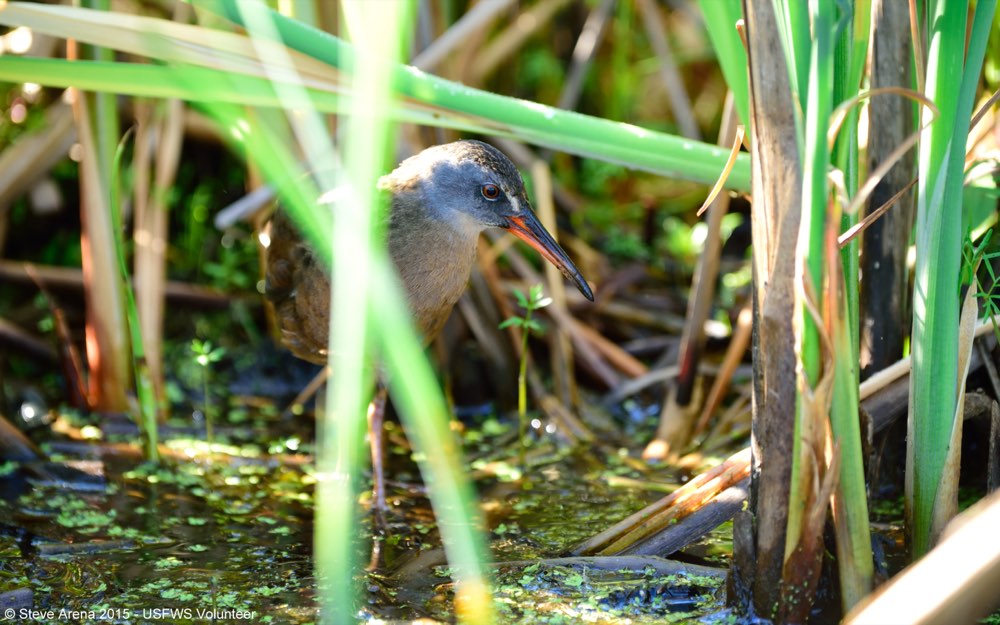 Virginia Rail