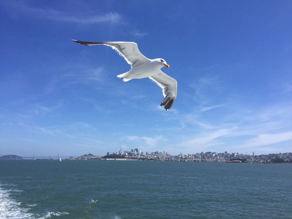 Western Gull