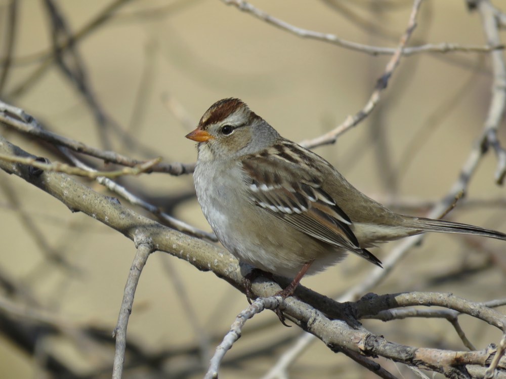 White-crowned Sparrow