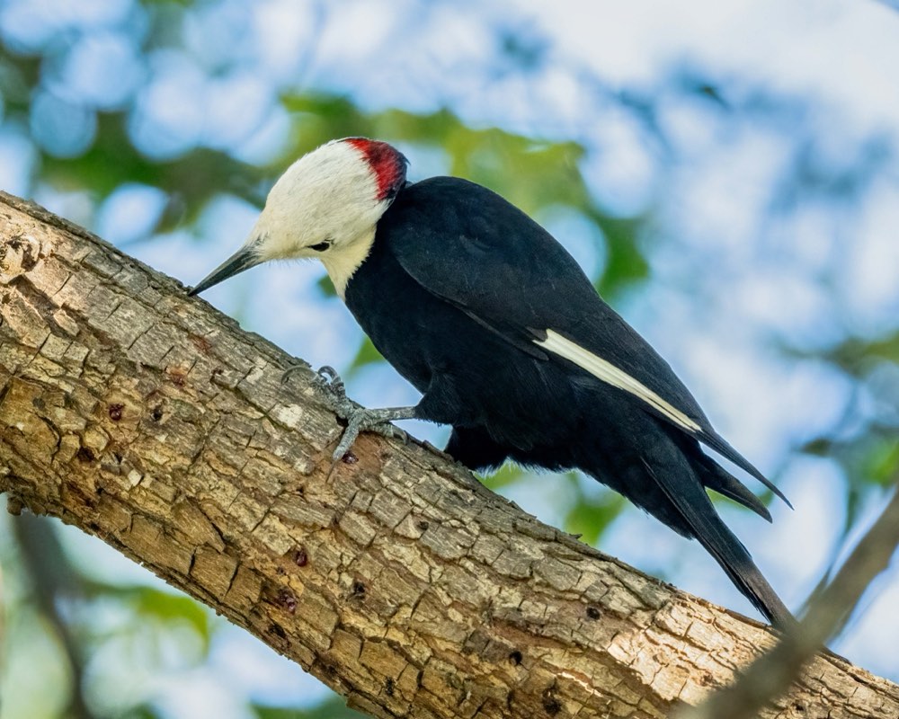 White-headed Woodpecker
