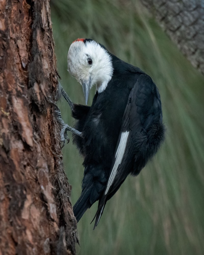 White-headed Woodpecker