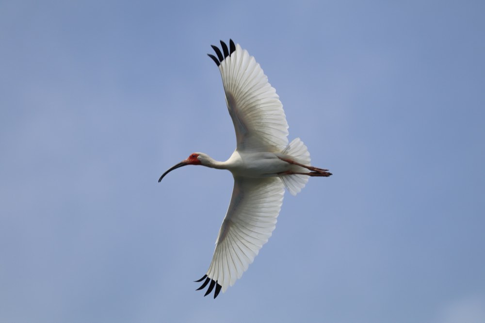 White Ibis