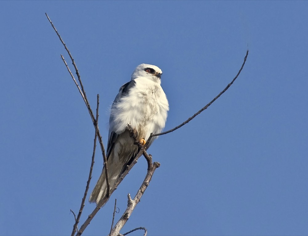 White-tailed Kite
