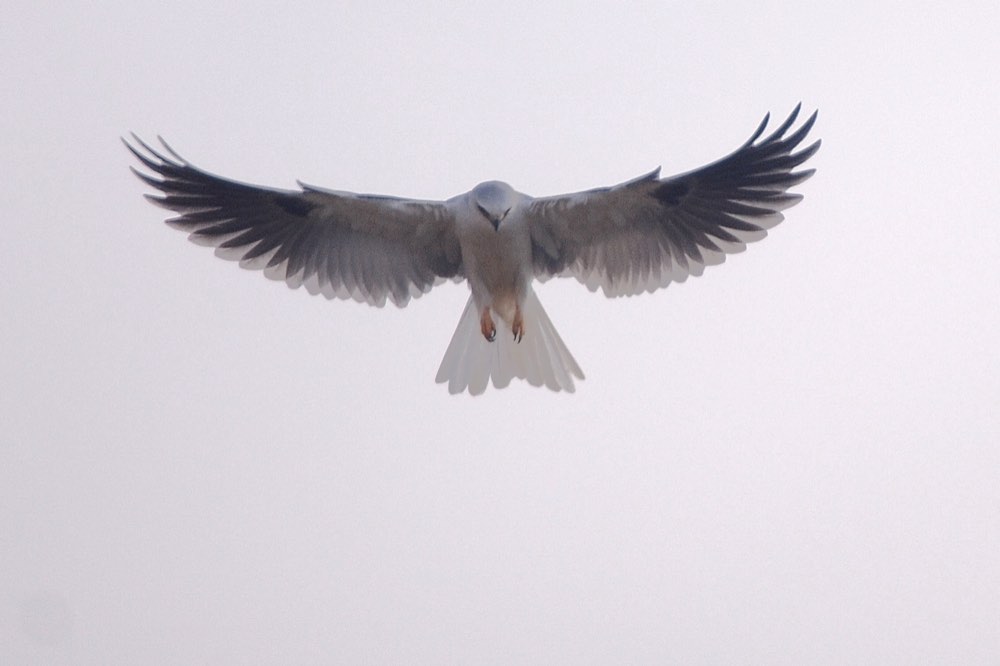 White-tailed Kite