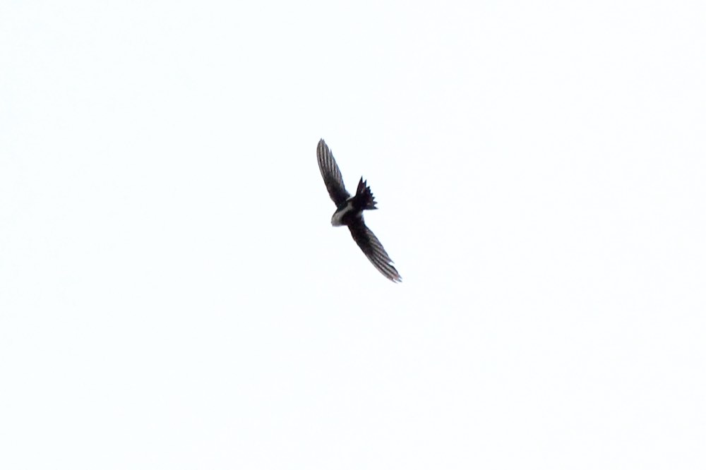 White-throated Swift