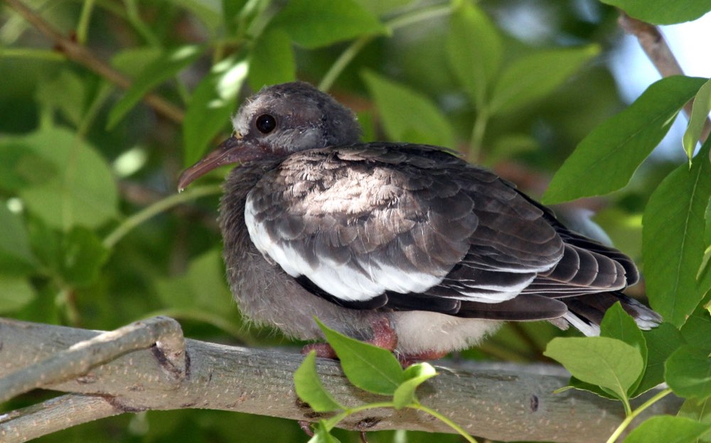 White-winged Dove