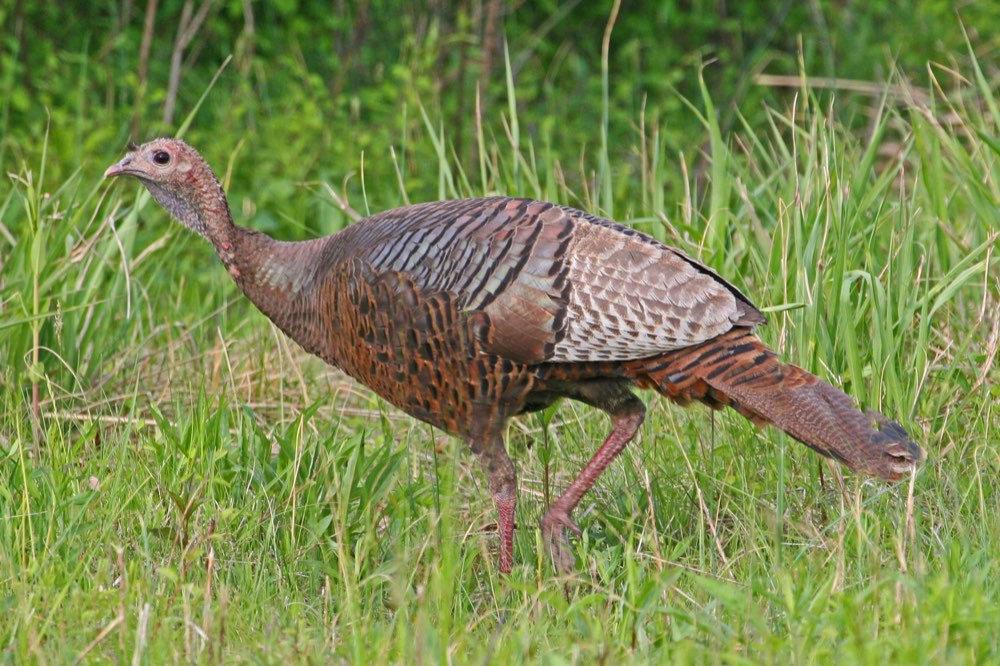Female Wild Turkey