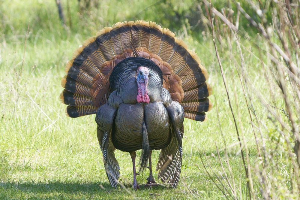 Wild Turkey
