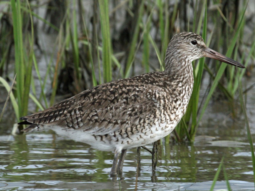 Willet
