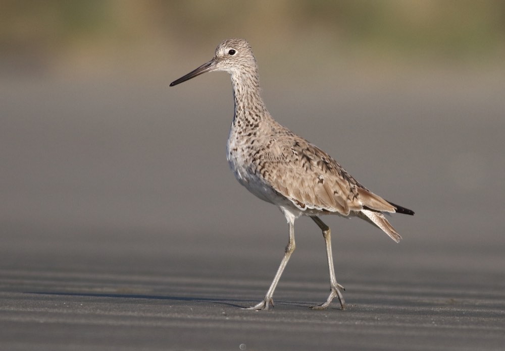 Willet