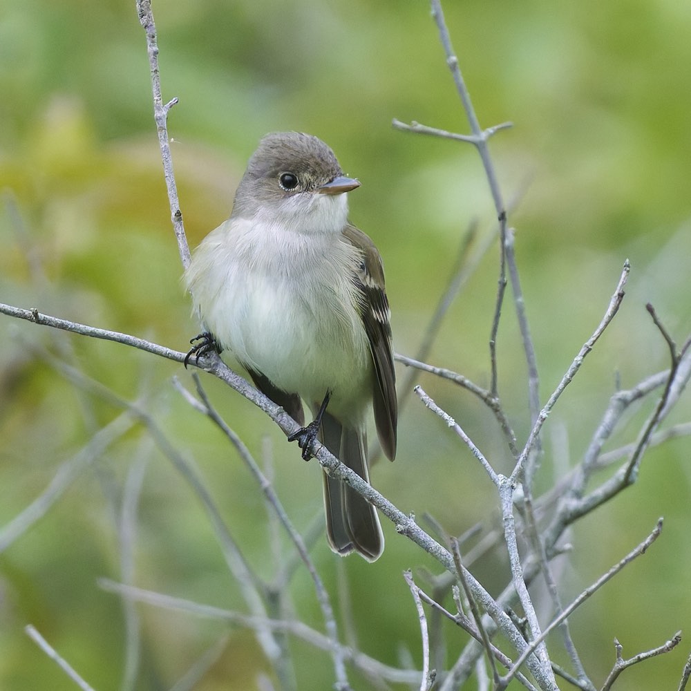 Willow Flycatcher