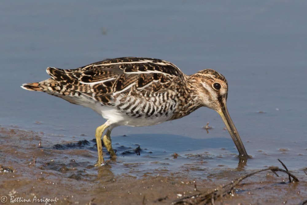Wilson's Snipe