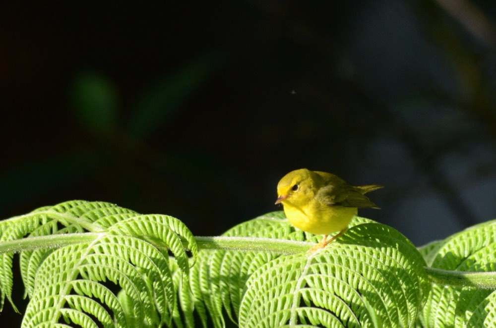 Female Wilson's Warbler