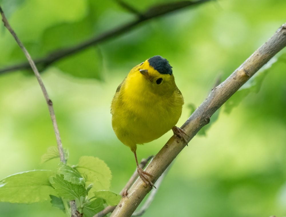 Male Wilson's Warbler