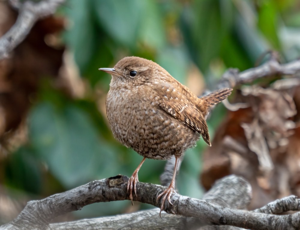 Male Winter Wren