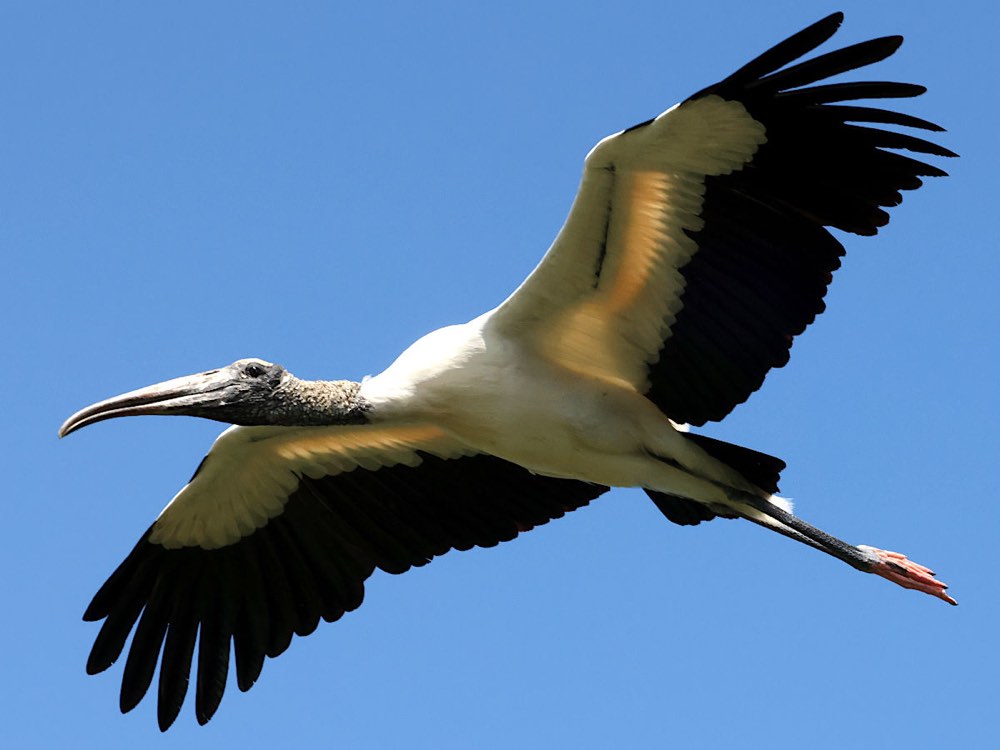 Wood Stork