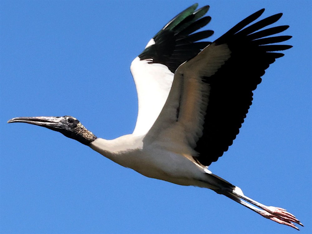 Wood Stork