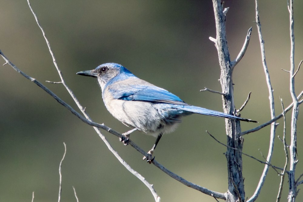 Woodhouse's Scrub-Jay