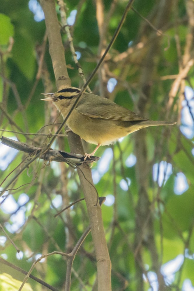 Worm-eating Warbler