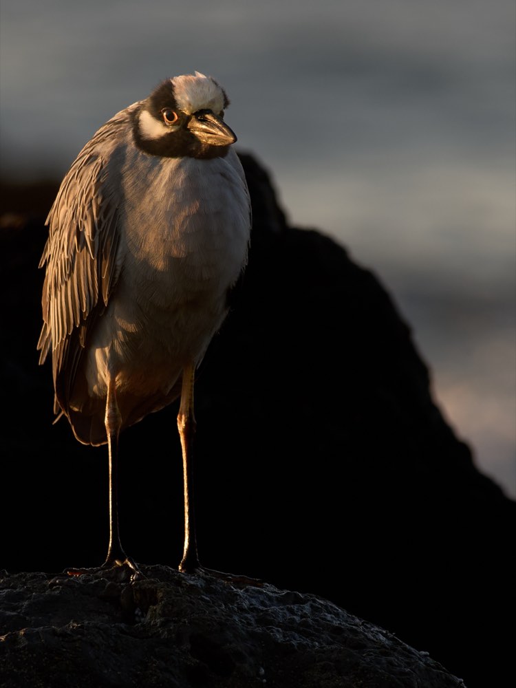 Yellow-crowned Night-Heron
