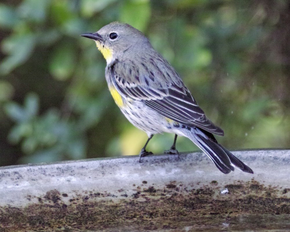 Yellow-rumped Warbler