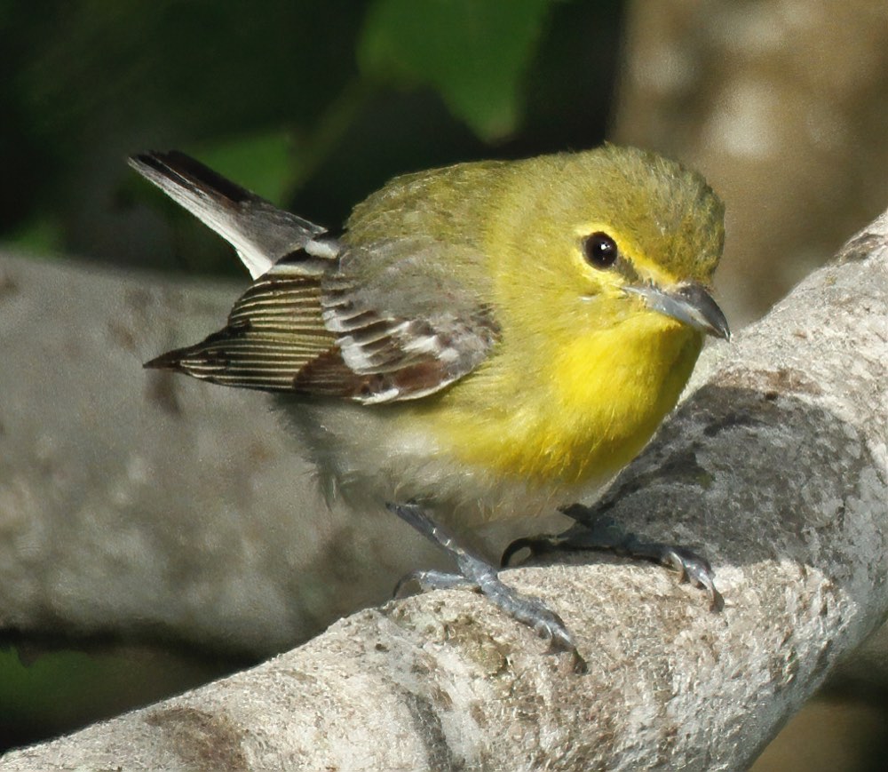 Yellow-throated Vireo