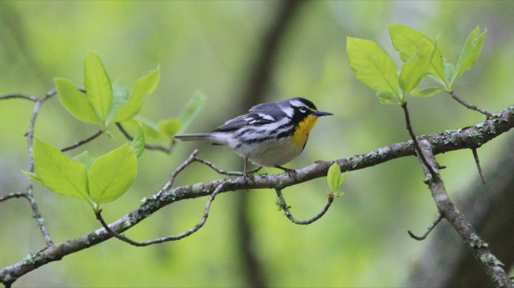 Yellow-throated Warbler