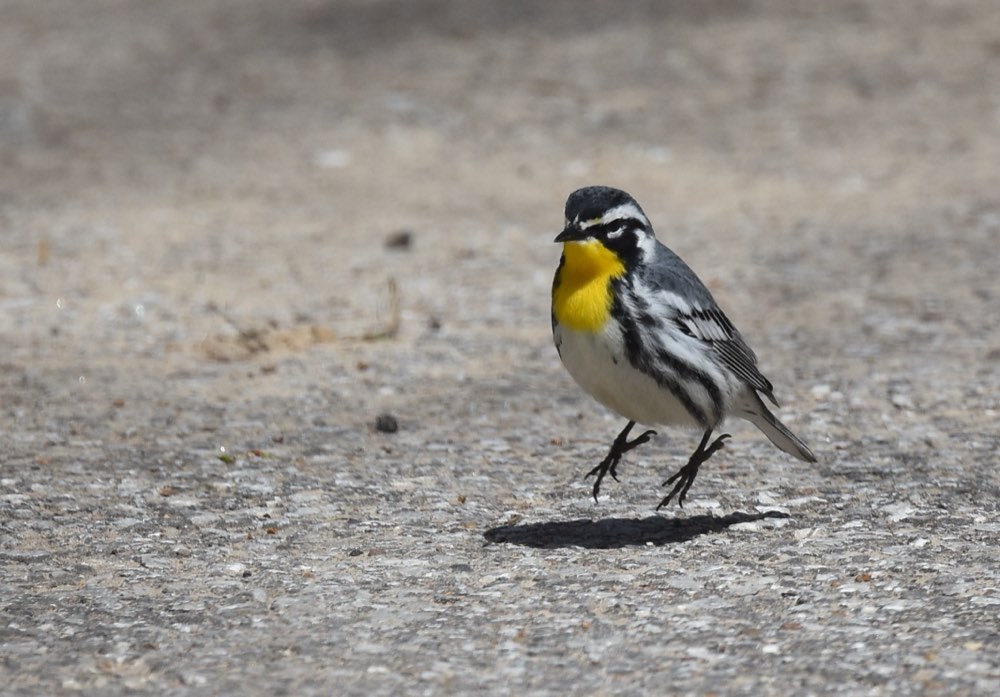 Yellow-throated Warbler